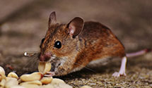 24 Hour & Emergency Exterminators in Windham, ME
